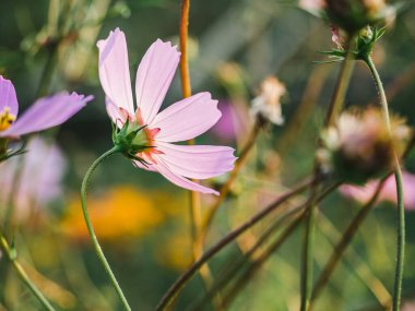 Çimlerin üzerinde ilkbahar çiçekleri