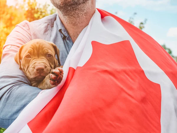 Attractive Man Holds Charming Puppy Background Blue Sky Clear Sunny — Stock Photo, Image