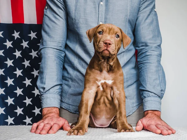 Çikolata renginde sevimli, büyüleyici bir köpek yavrusu ve Amerikan Bayrağı. Yakın plan. İnsan yok. Stüdyo fotoğrafı, beyaz renk. Bakım, eğitim, itaat eğitimi ve evcil hayvan yetiştirme kavramı
