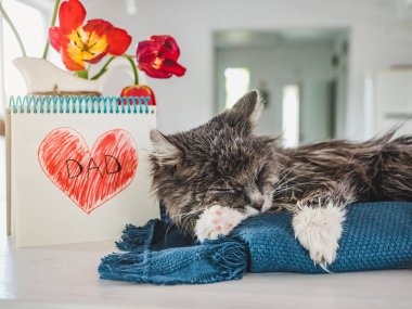 Sevimli bir kedi yavrusu, kalbi boyanmış bir defter ve yazıtlı bir baba. Yakın plan, yan görüş. İçeride. Ailen, akrabaların, arkadaşların ve meslektaşların için tebrikler.