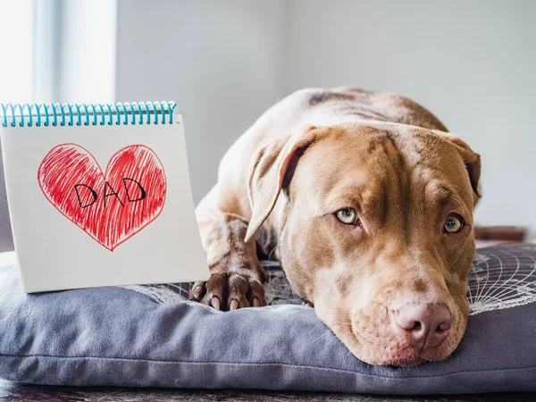 Çikolata renginde sevimli bir köpek yavrusu, kalbi boyanmış bir defter ve yazıtlı bir baba. Yakın plan, yan görüş. İçeride. Ailen, akrabaların, arkadaşların ve meslektaşların için tebrikler.