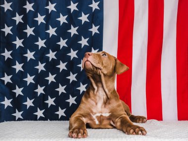 Çikolata renginde sevimli, büyüleyici bir köpek yavrusu ve Amerikan Bayrağı. Yakın plan. İnsan yok. Stüdyo fotoğrafı, beyaz renk. Bakım, eğitim, itaat eğitimi ve evcil hayvan yetiştirme kavramı