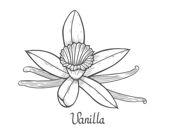 Vanilla blomma växt — Stock vektor