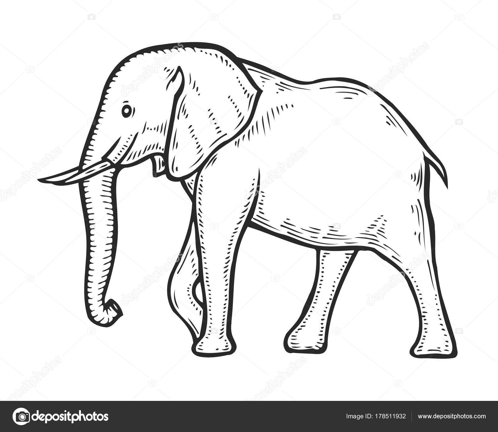 Elephant hand drawn Stock Illustration by 178511932