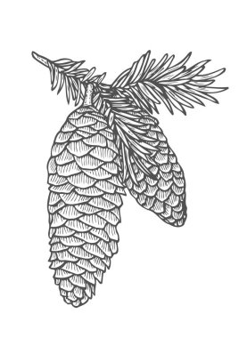 Elle çizilmiş çam ağacı dalı