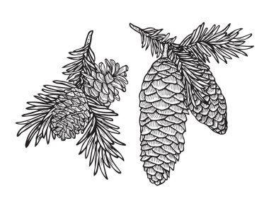 Küme çam kozalağı ve köknar ağacı.