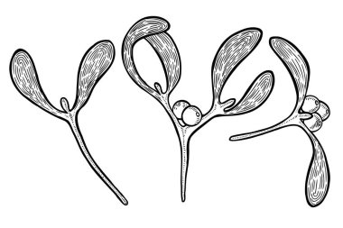 Ökse otu bitki el çekilmiş