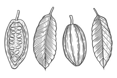 Kakao çekirdeği vektör çizim ayarla.