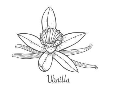 Vanilya çiçek bitki