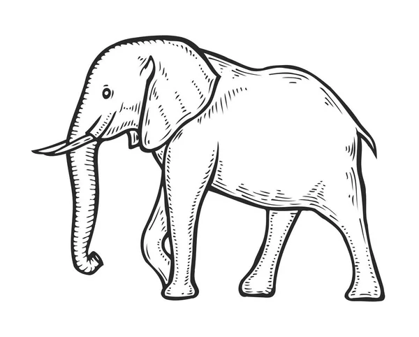 Elephant dessiné à la main — Image vectorielle