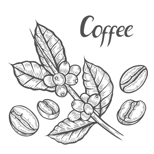 Kahve bitki dal — Stok Vektör
