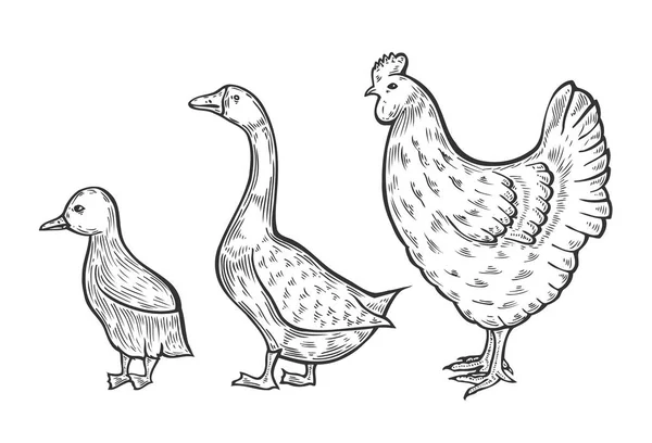 Kura ptak ilustracja — Wektor stockowy