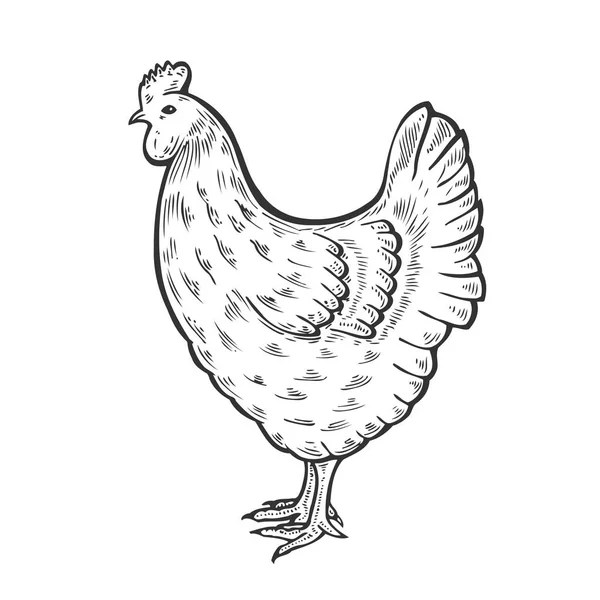 Ilustración gallina pájaro — Archivo Imágenes Vectoriales