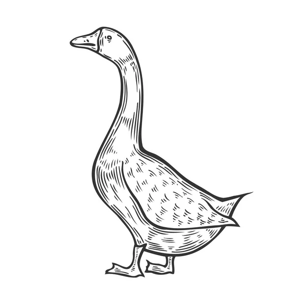 Ilustração do vetor de ganso — Vetor de Stock