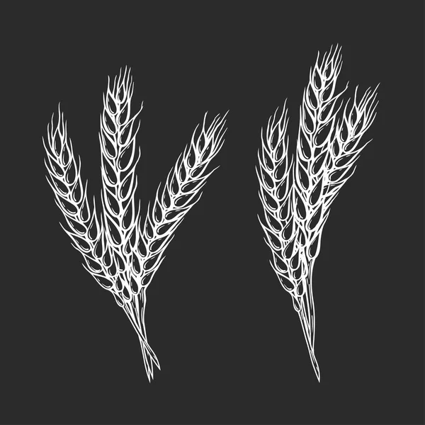 Pão de trigo orelhas — Vetor de Stock