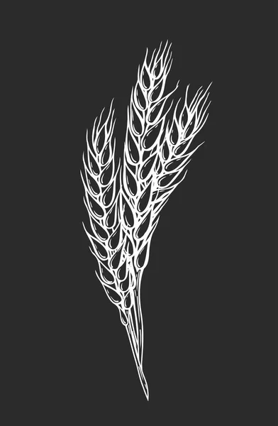 Orecchie di pane di grano — Vettoriale Stock