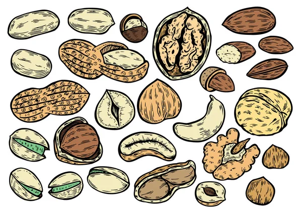 Ручной набор орехов — стоковый вектор