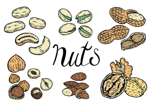 Ručně kreslenou ořechy sada — Stockový vektor