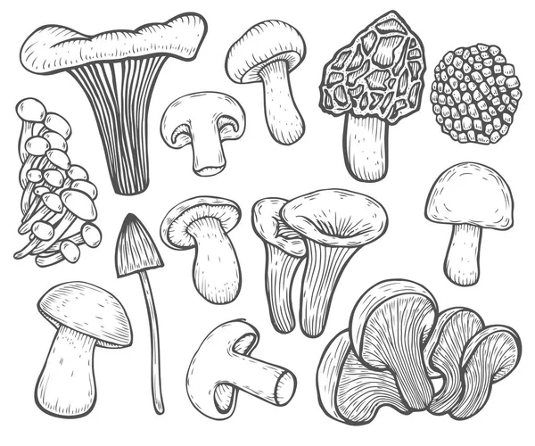 Mushroom vectorillustratie — Stockvector