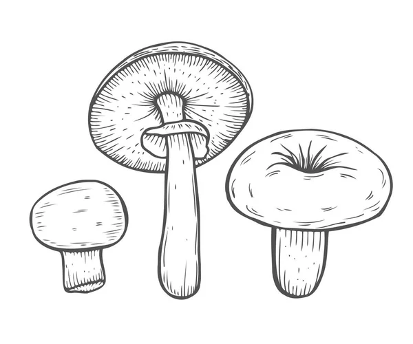 Illustration vectorielle champignon — Image vectorielle