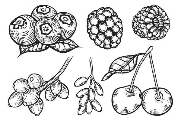 Beeren setzen Illustration — Stockvektor