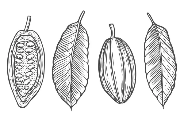 코코아 콩 벡터 일러스트 레이 션 설정. — 스톡 벡터