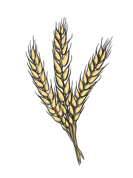 Yellow Wheat bread ears — Stock Vector