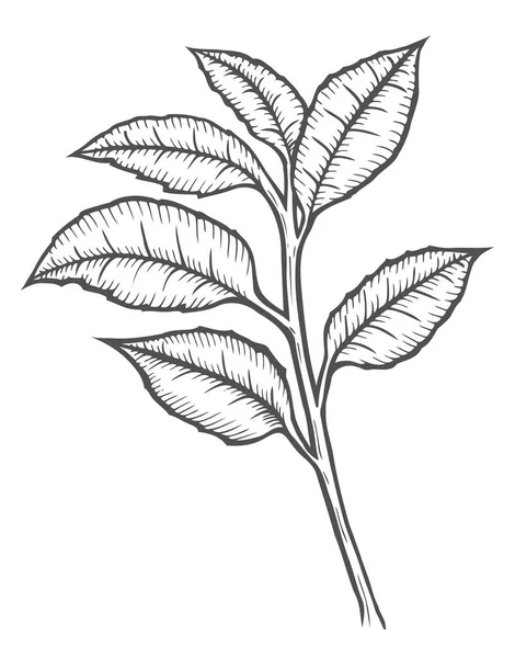 Tea tree illustration — Stock Illustration Tea tree illustration Stock Vector
