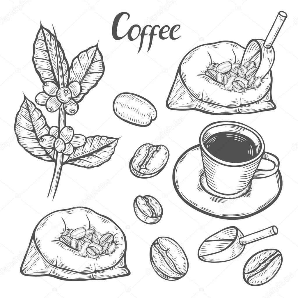 Imágenes: rama de cafe para colorear | Rama de la planta ...