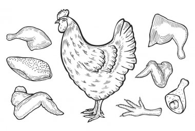 vector chicken and cutted meat clipart