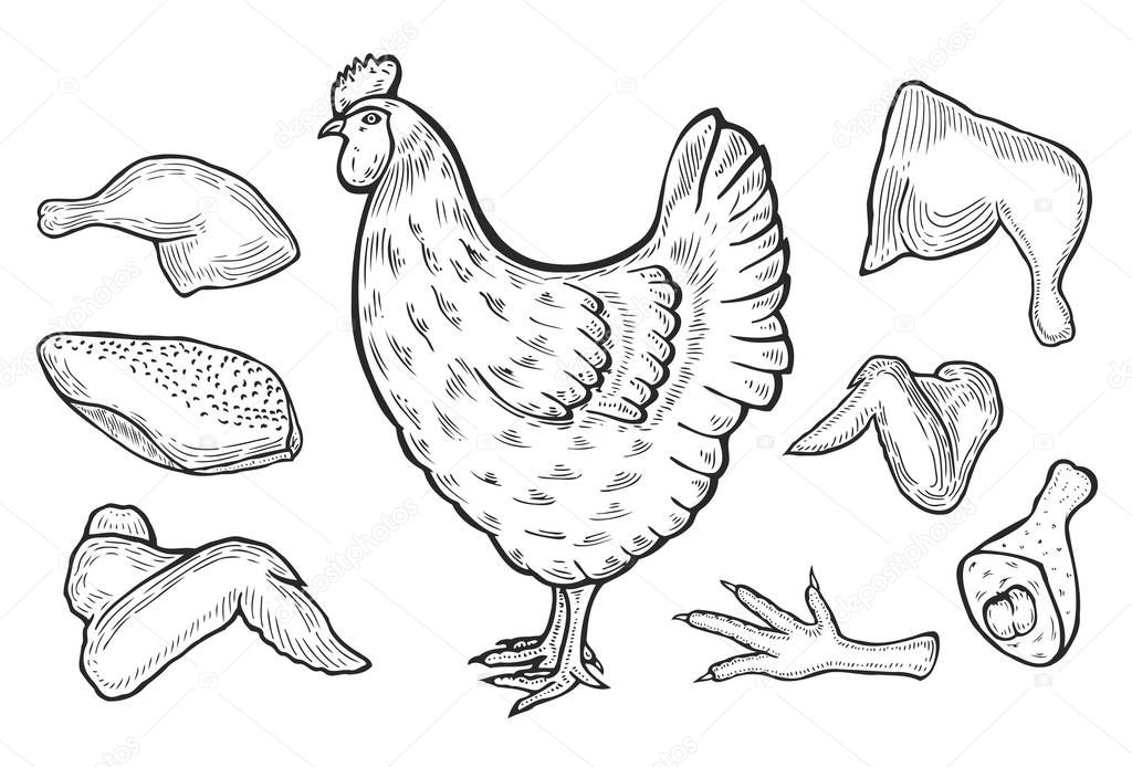 vector chicken and cutted meat