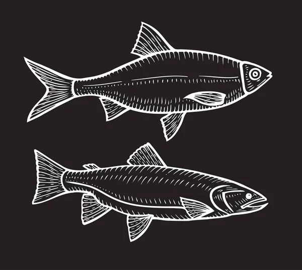 Ręcznie rysowane Roach ryb — Wektor stockowy