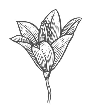 tarzı güzel zambak