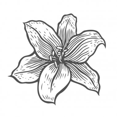 tarzı güzel zambak