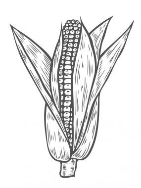 Mısır illüstrasyon kazınmış.
