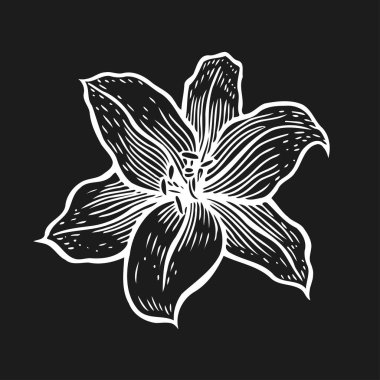 Elle çizilmiş vektör siyah beyaz gravür tarzında güzel lily çiçek.