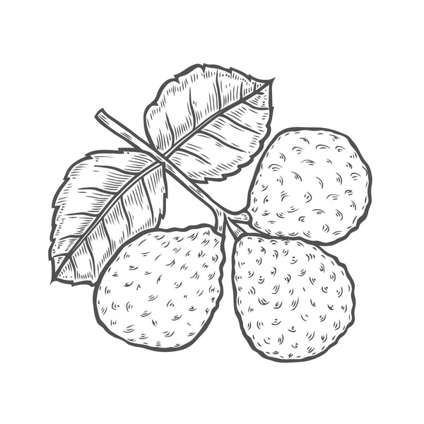 Illustrazione bergamotto Stile inciso — Vettoriale Stock