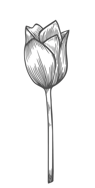 Ilustração vetorial da tulipa —  Vetores de Stock