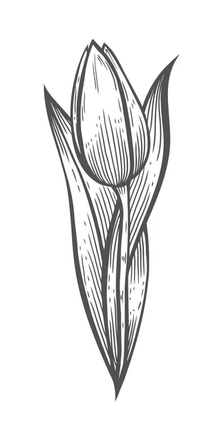 Vector illustration of tulip — Stock Vector