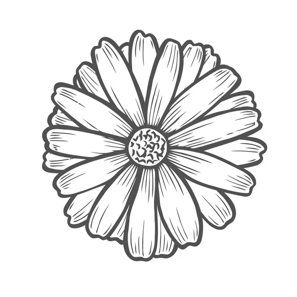 Ilustração de flor de camomila — Vetor de Stock