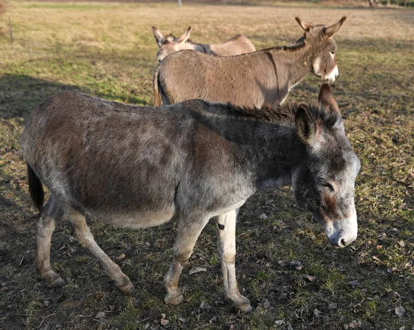 Osioł Polu Uprawnym — Zdjęcie stockowe