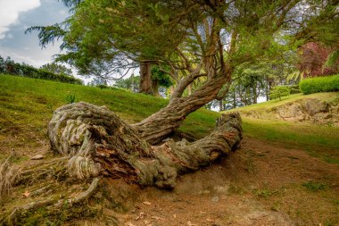 Bir ağaçta Şehir Parkı. Eski ağaç. Vigo Galiçya.