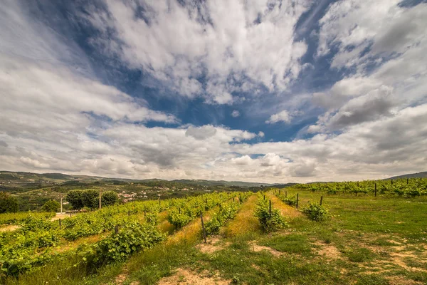 Krásné Scenérie Portugalska Vesnici Pěstování Vinných Hroznů — Stock fotografie
