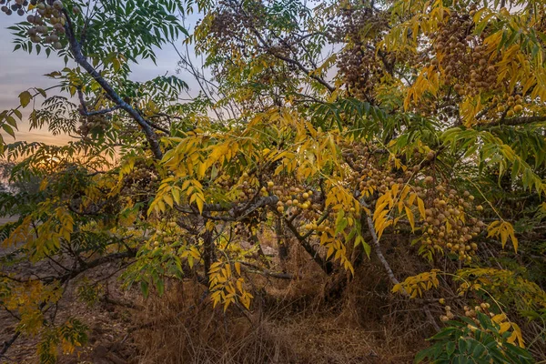 Otoño Dorado Reunión Amanecer Israel Oriente Medio — Foto de Stock