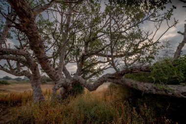 Gün doğumunda yaşlı ağaçlar. Manzara. İsrail.