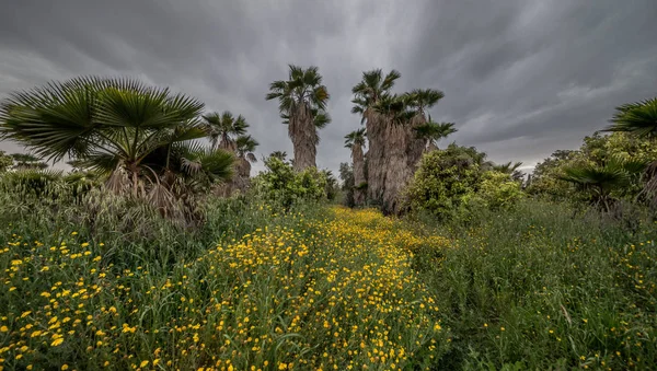 Bir palm Grove sarı çiçekler. Ashkelon.