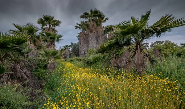 Bir palm Grove sarı çiçekler. Ashkelon.