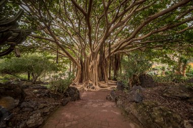 Gran Canaria Botanik bahçesinde. Şubat 2018