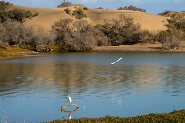 Şubat 2018 Dunes Maspalomas Gran Canaria, Kanarya Adaları