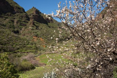 Guayadeque Gorge. Gran Canaria 11 Şubat 2018. Dağ manzarası